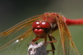 Dragonfly up close
