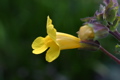 Mimulus