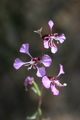 Clarkia